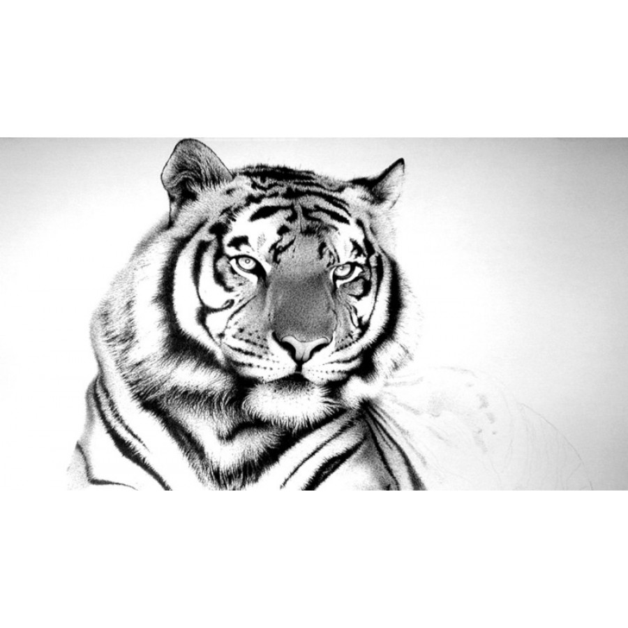 татуировки тигра для девушки эскизы